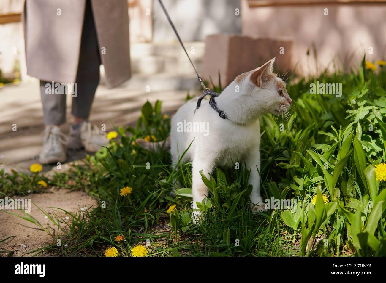 The owner and cat on a leash walking on a street. Stock Photo