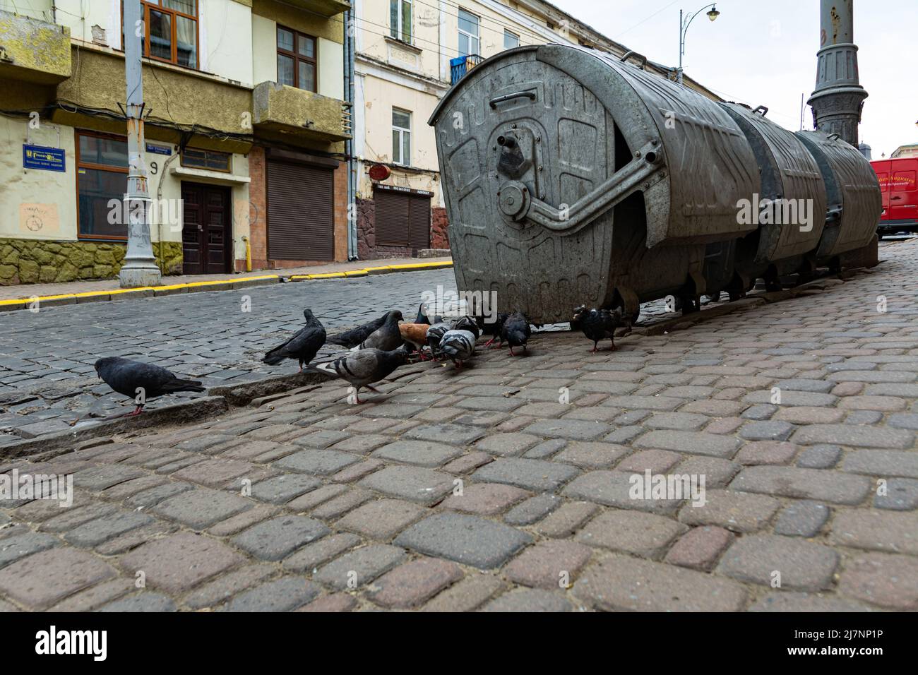 City pigeons eat near a trash can. Dirty birds have flocked to the trash can and peck at the