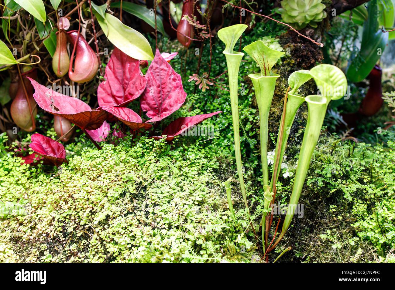 Venus flytrap and Sarracenia in a greenhouse near a makeshift pond in the Apothecary Garden Stock Photo