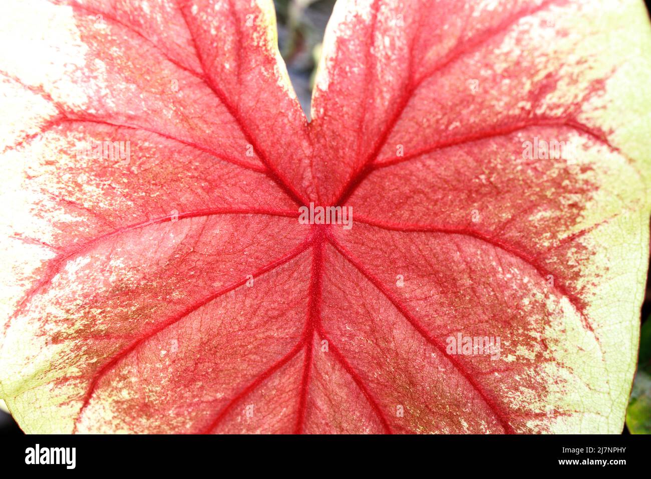 Caladium is a genus of flowering plants in the family Araceae. They are ...