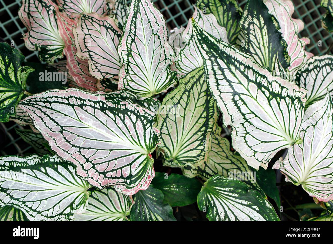 Caladium genus flowering plants hi-res stock photography and images - Alamy