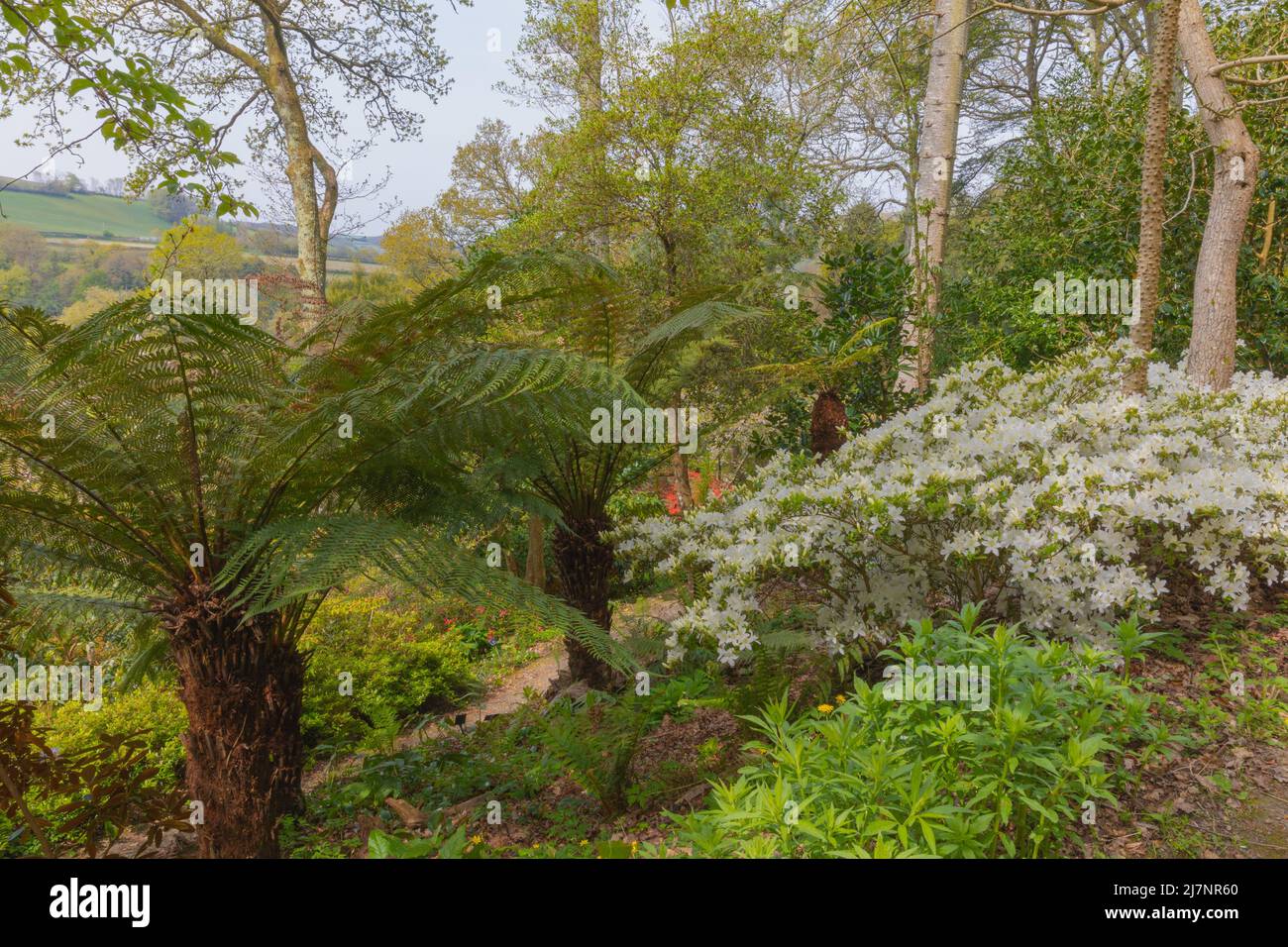 Green fronds of the dicksonia antartica and the white flowers on the rhododendron palestrina Stock Photo