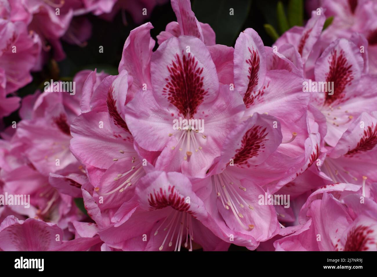 Pink Rhododendron, Wakehurst Gardens, UK Stock Photo