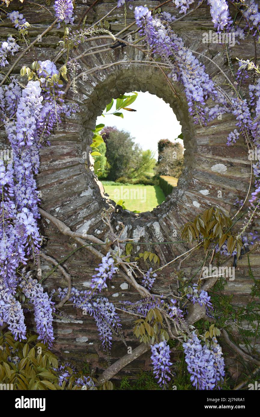 Secret Garden Window with Wisteria Stock Photo Alamy