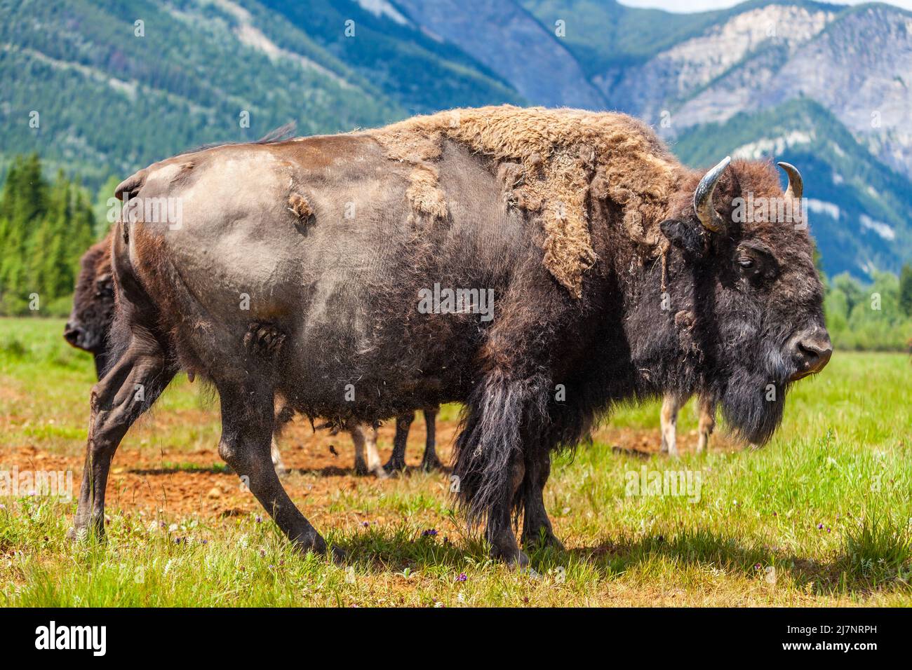 American Bison (Bison Bison) or Buffalo outside in a field surrounded by mountains Stock Photo