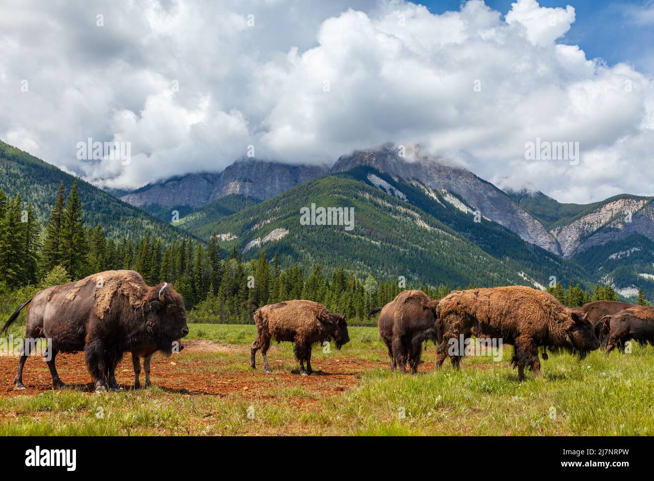 American Bison or Buffalo with calf and herd in a field surrounded by mountains Stock Photo