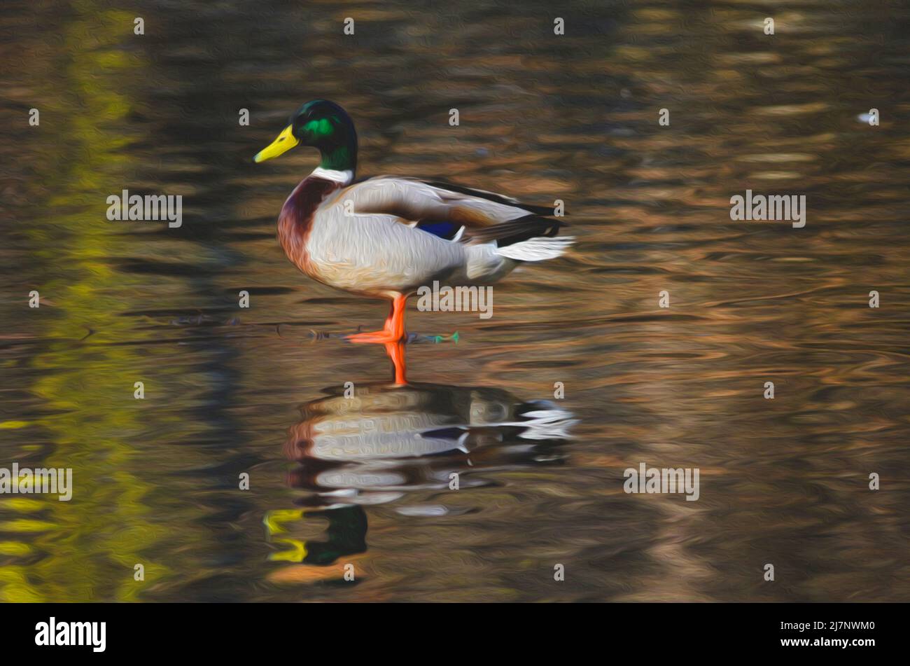 Mallard duck in nature, scene edited to crate oil painting style Stock