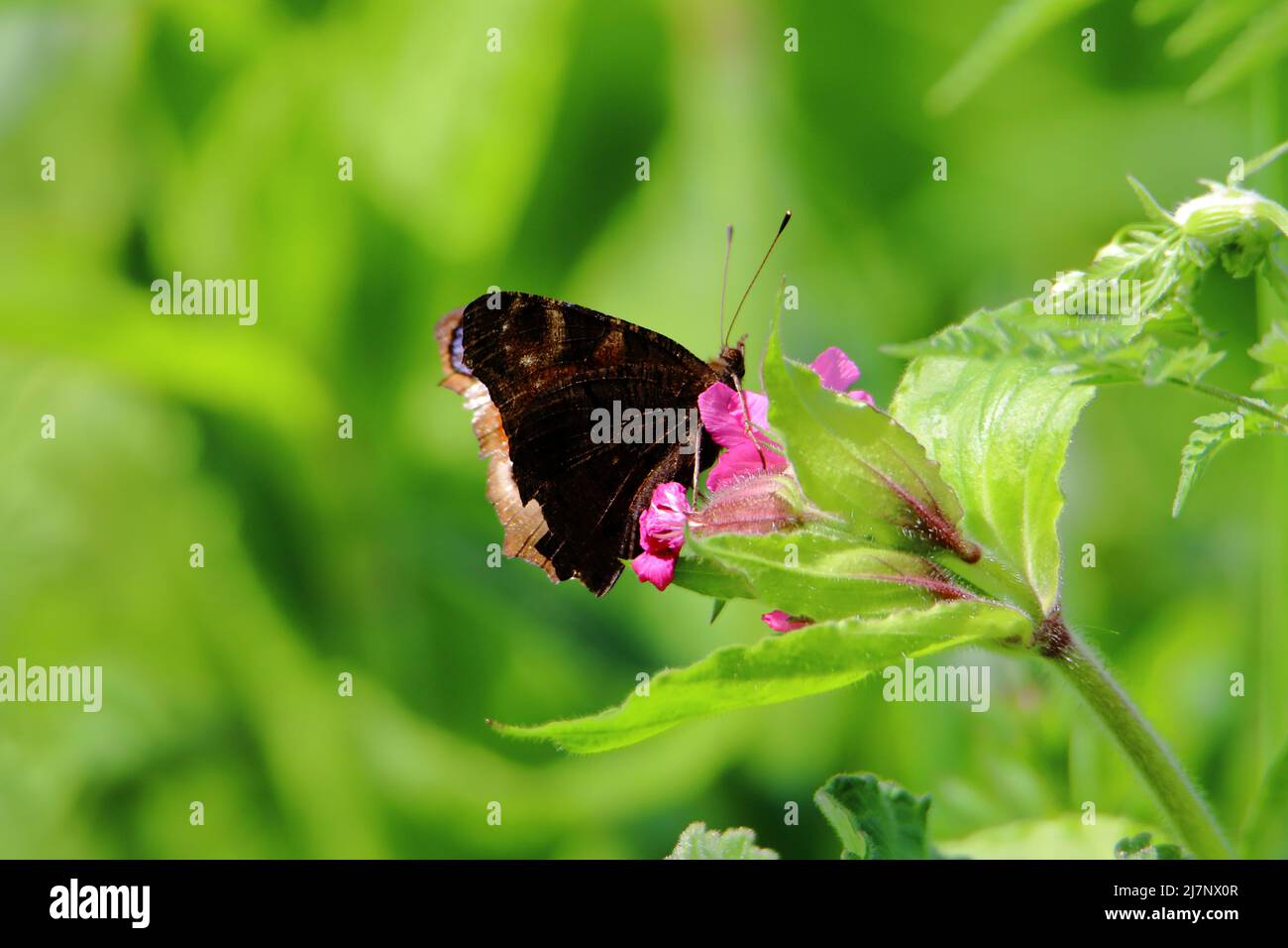 a Peacock (Aglais io) butterfly resting on a pink flower showing its under wings Stock Photo