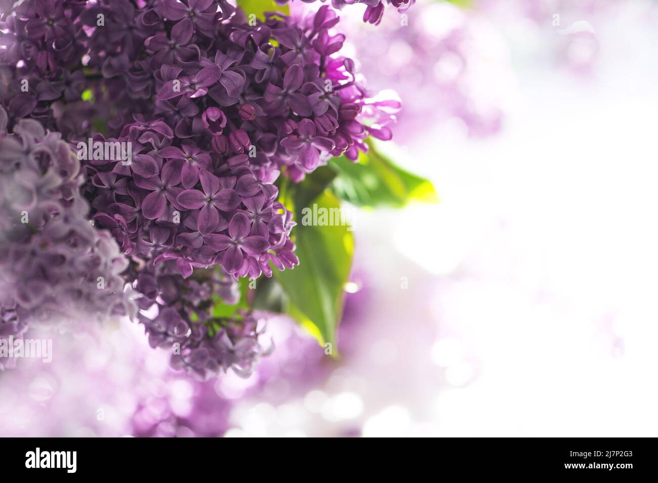 Lilac flowers with green leaves. Nature background Stock Photo