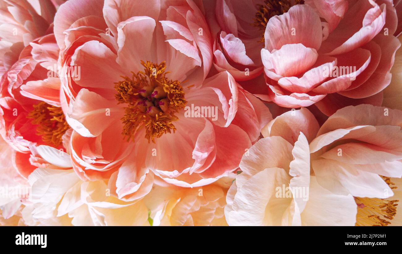 Pink peony flowers bouquet. Floral decoration background Stock Photo