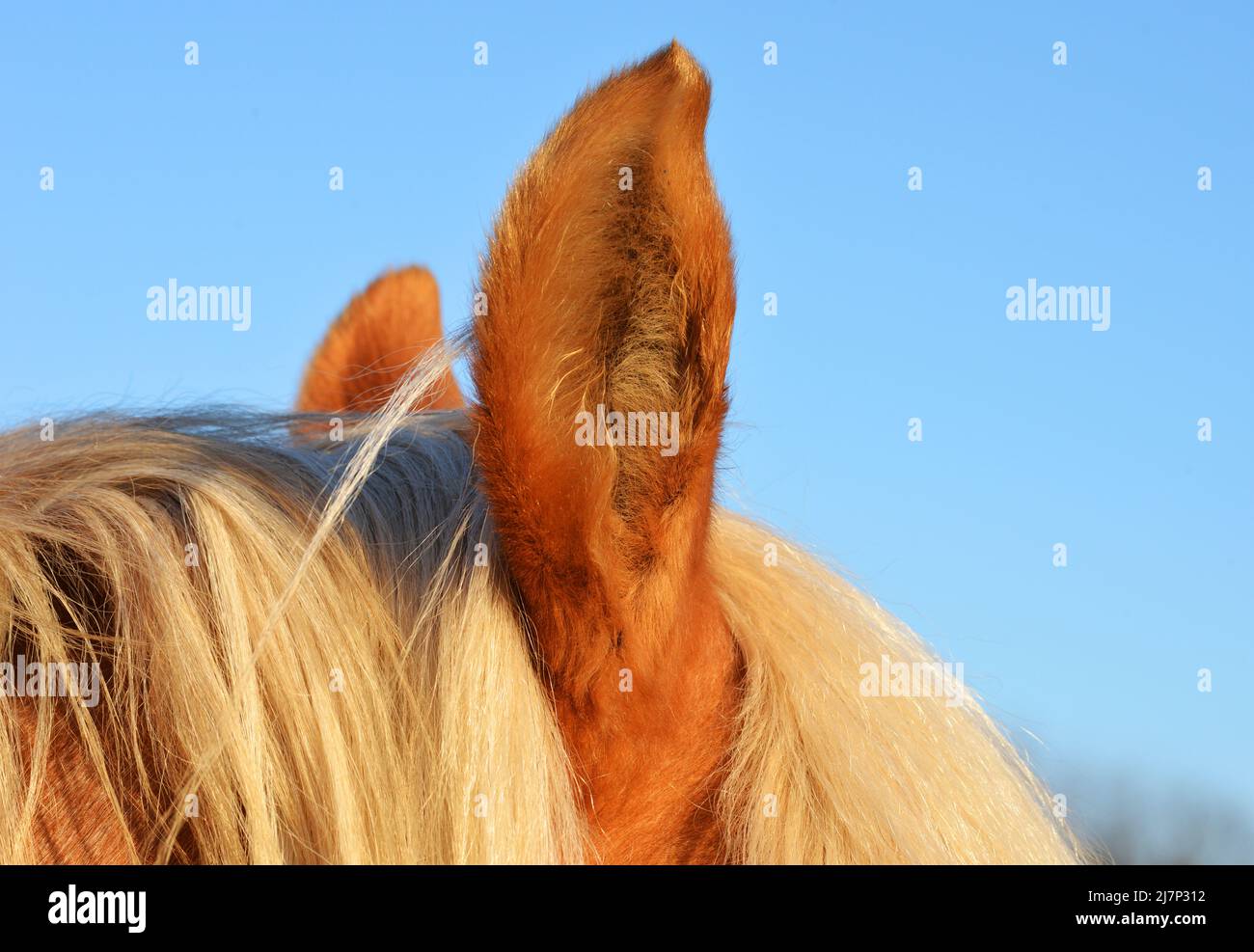 Brown horse ears and beautiful horse hair Stock Photo Alamy
