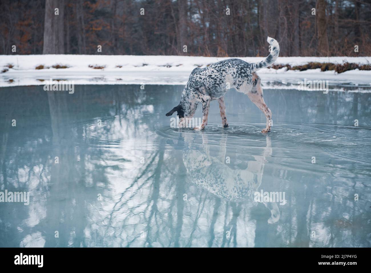 Dog Drinking and Reflected in Frozen Pond Stock Photo - Alamy