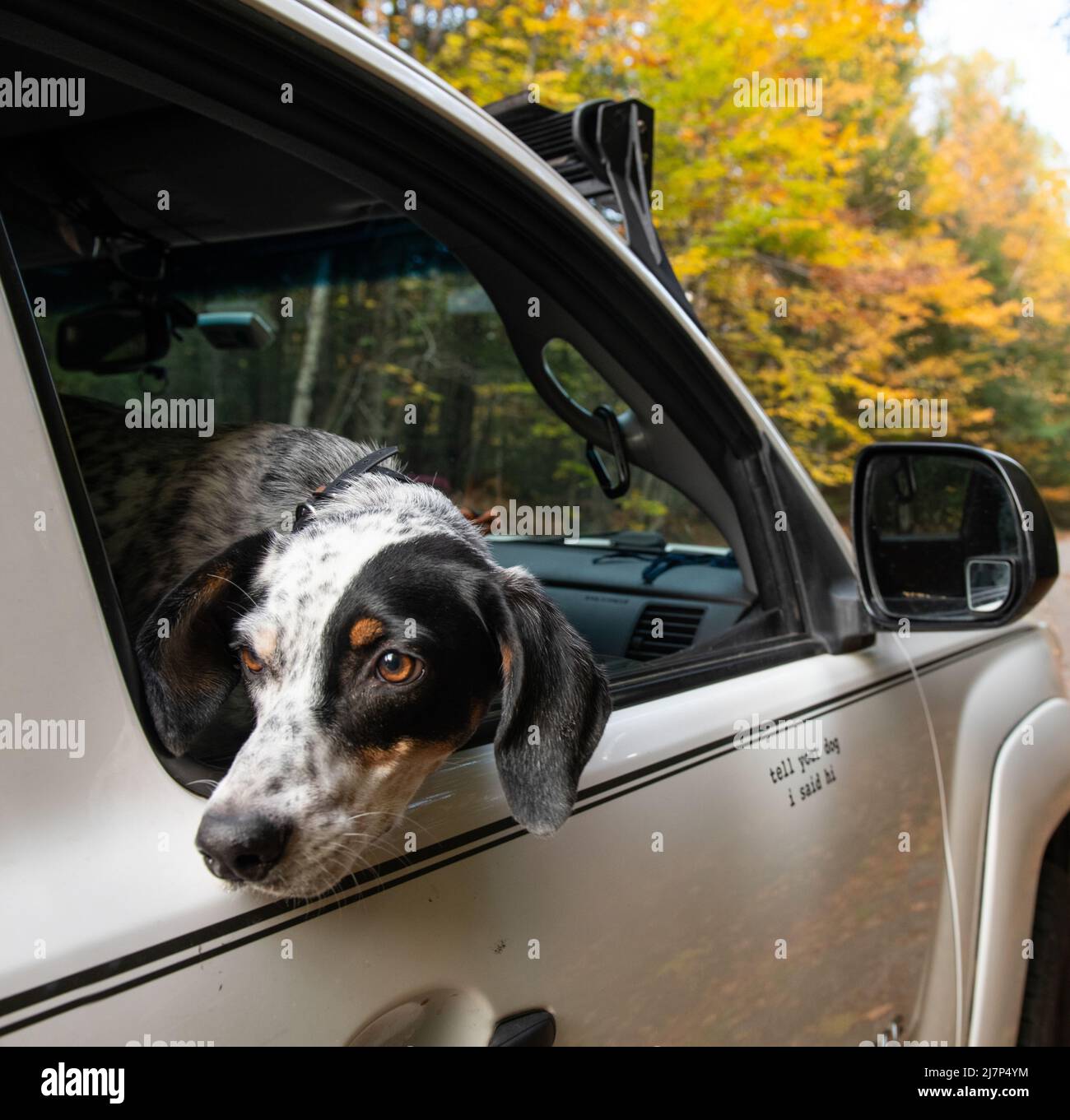 Dog peeks out the window of a pickup truck Stock Photo