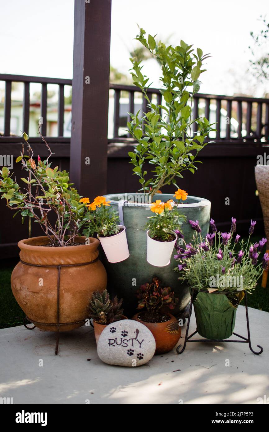 Potted Plants in Yard in San Diego Stock Photo Alamy