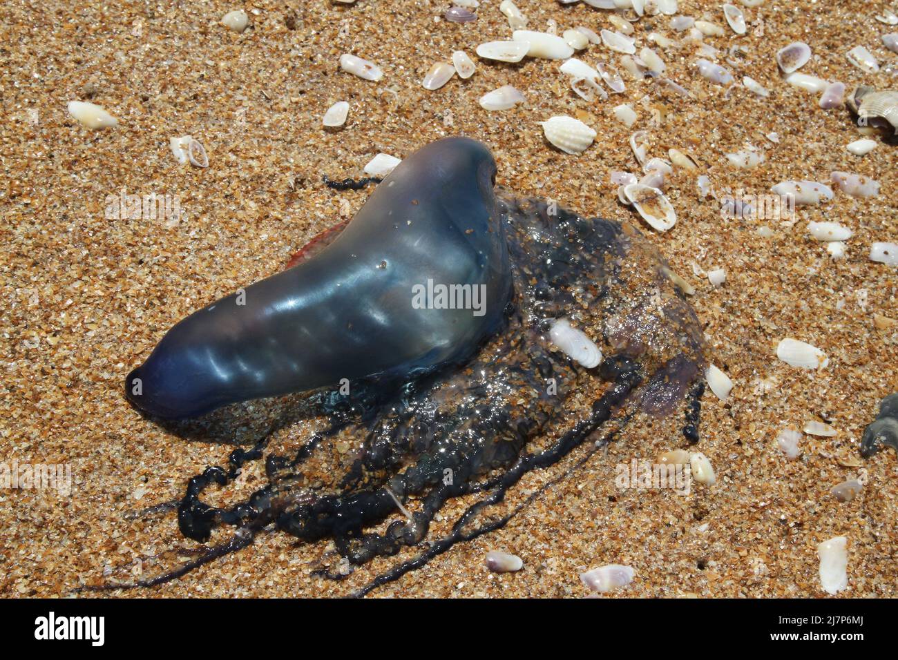 Poisonous tentacles beside dangerous bluebottle Portuguese man o' war jellyfish animal on sand beach  images Stock Photo