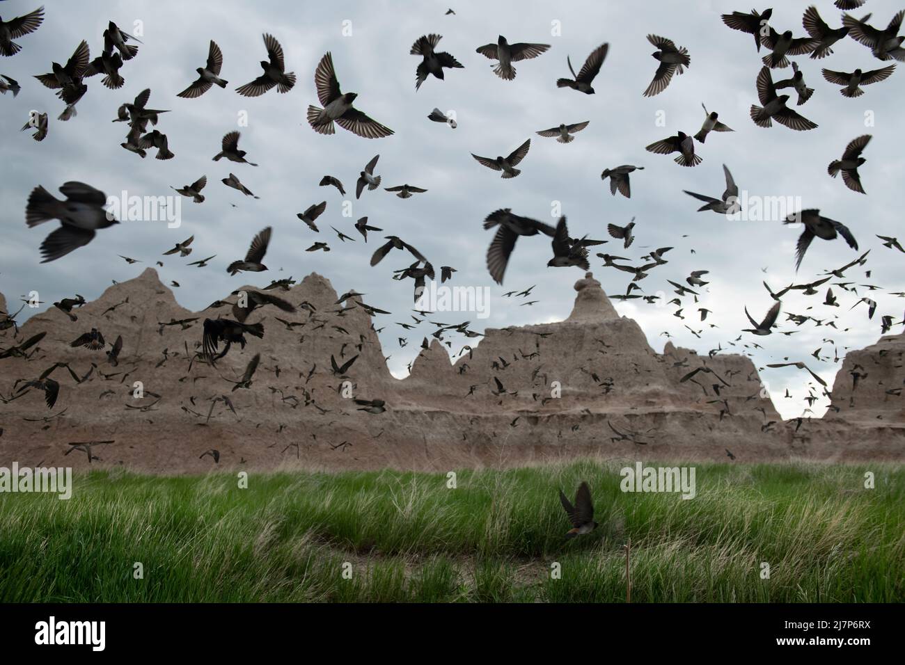 A big flock of birds fly in grasslands at Badlands National Park Stock