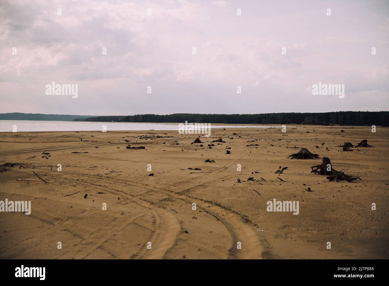 Ancient roots and trees on a wild beach Stock Photo