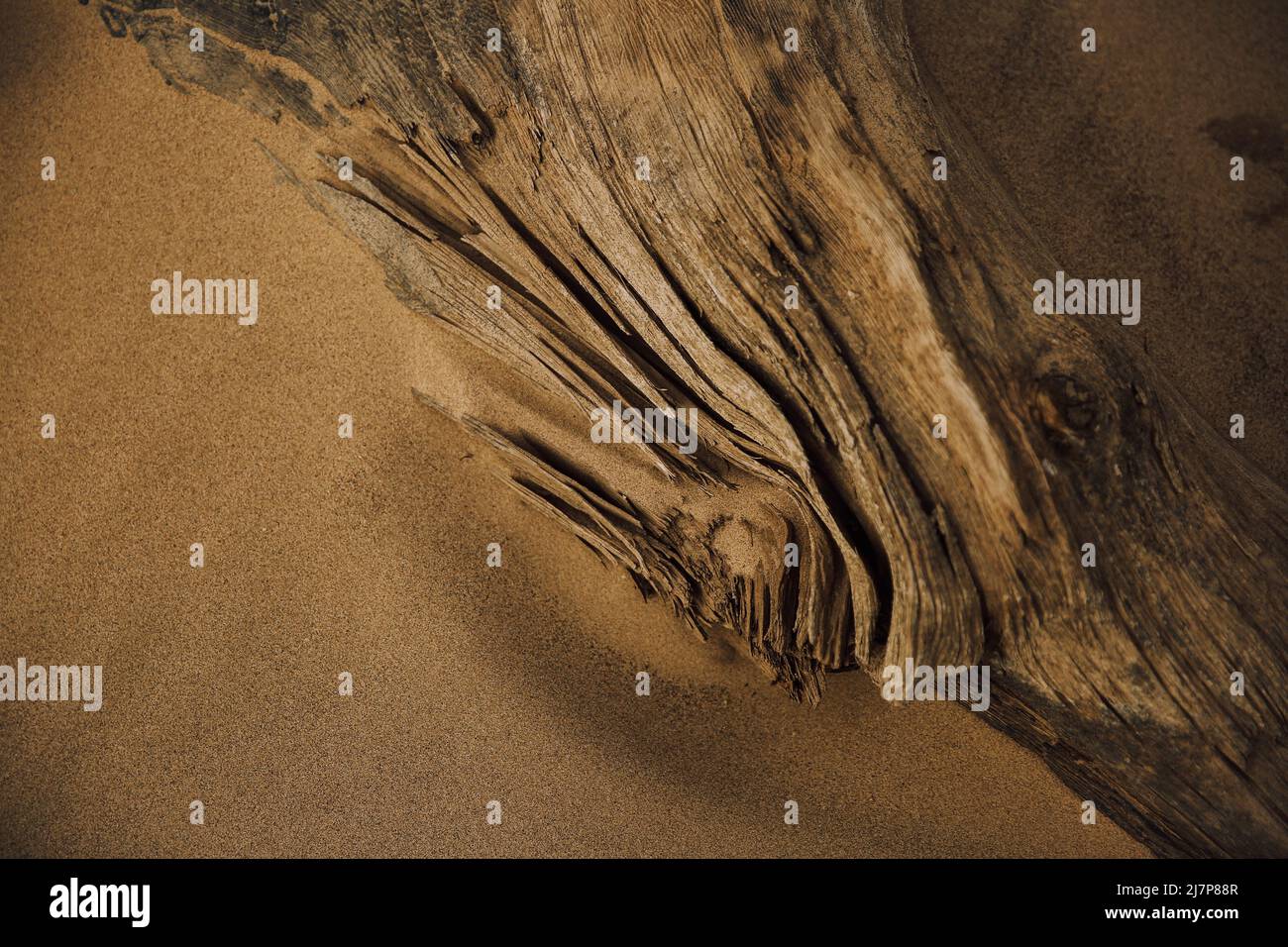 Ancient roots and trees on a wild beach Stock Photo
