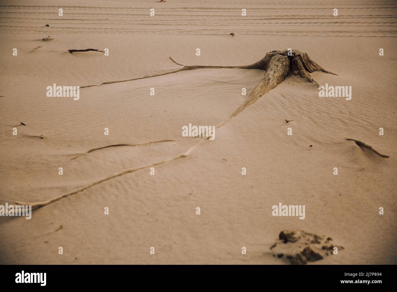Ancient roots and trees on a wild beach Stock Photo