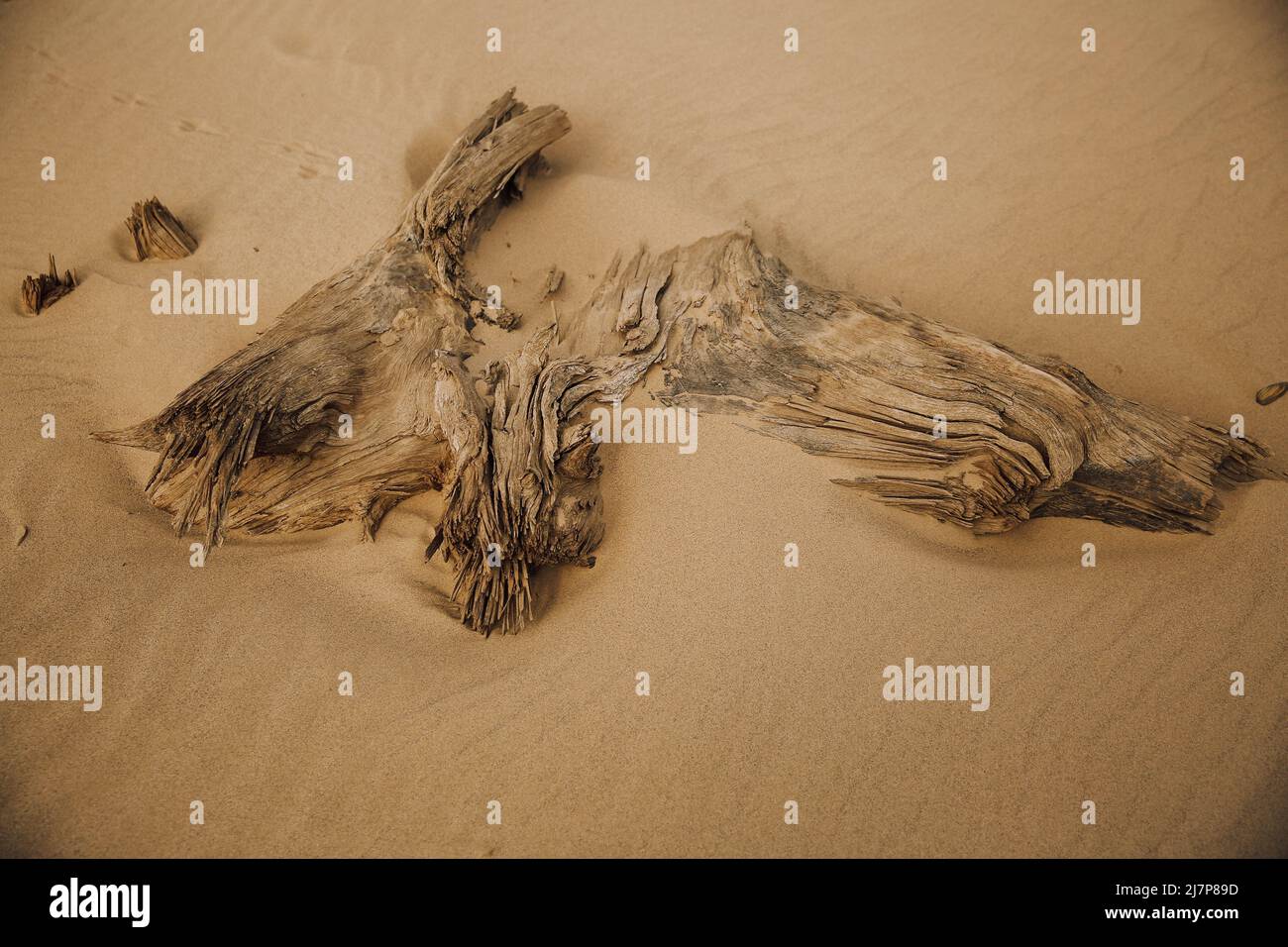 Ancient roots and trees on a wild beach Stock Photo