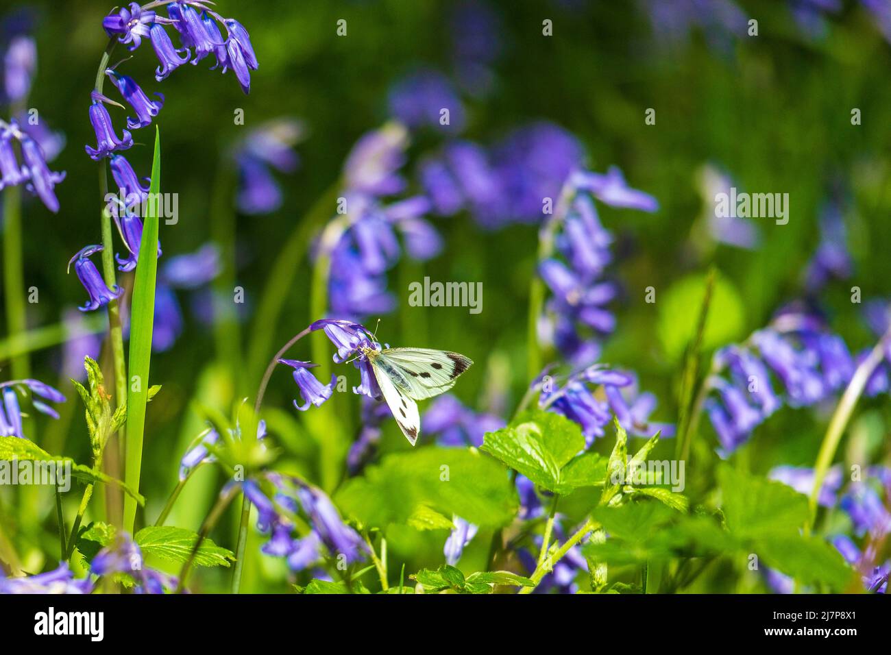 Female Large White (or Cabbage White) butterfly on bluebells Stock Photo