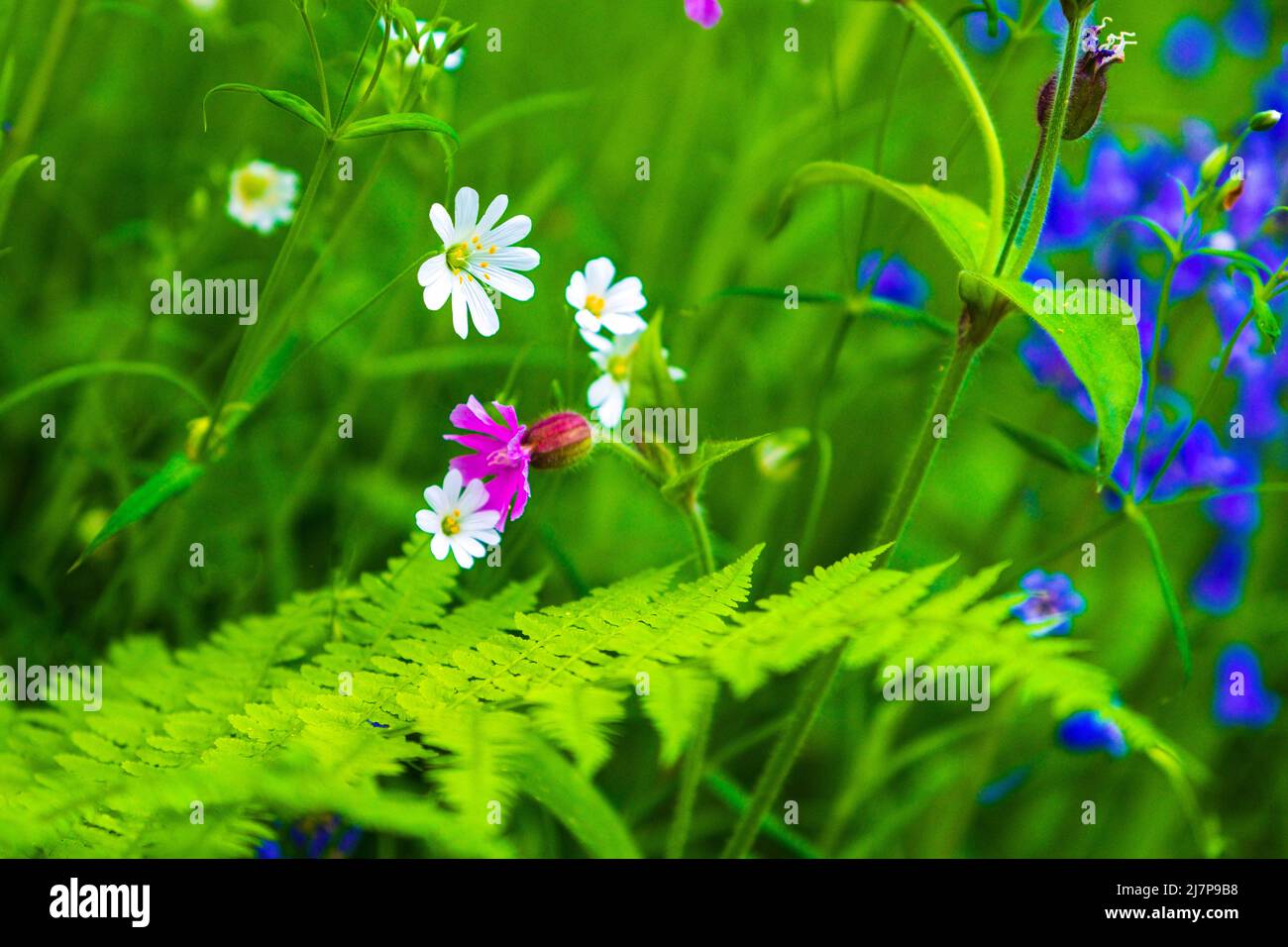 Spring wild flowers ( bluebells, stichwort, campion ) in the English countryside, Peak District Stock Photo