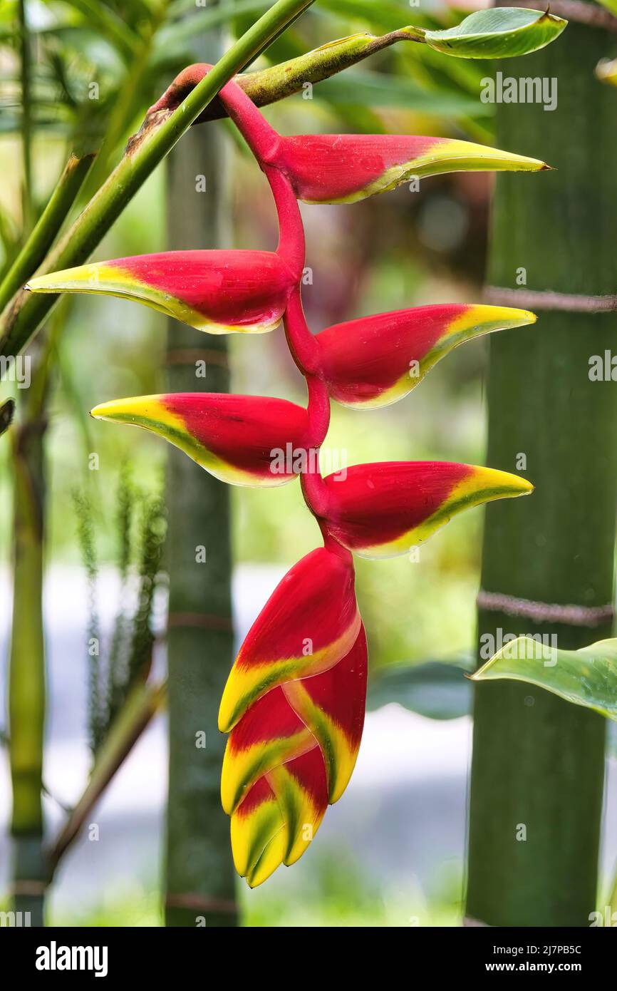 Vividly colored lobster claw heliconia flower. Stock Photo