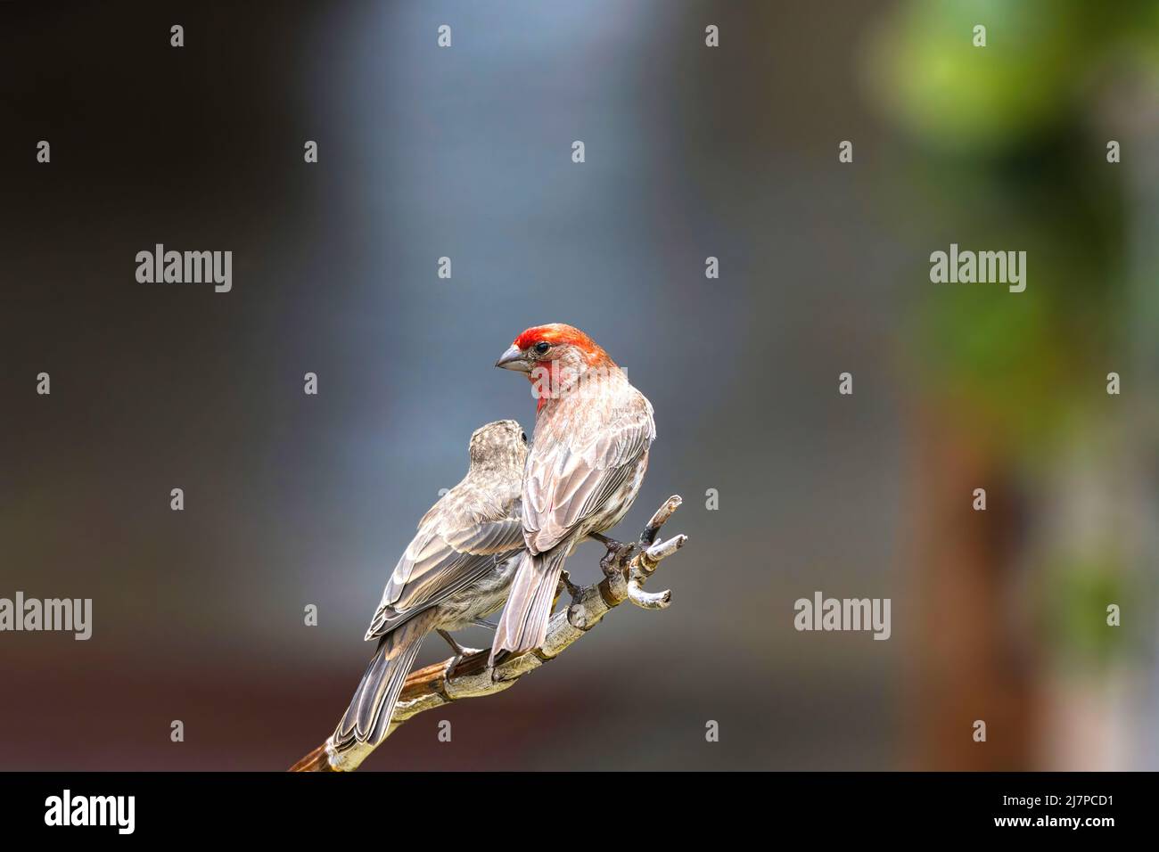 Red headed finches at a nearby watering hole Stock Photo - Alamy