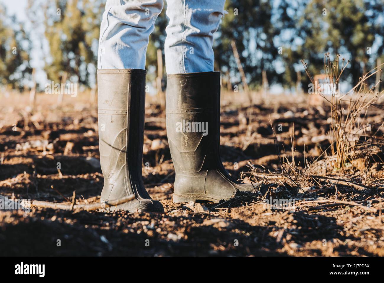 Close up of a farmer man's legs and feet using wellingtons boots in the middle of the farmland.  Stock Photo