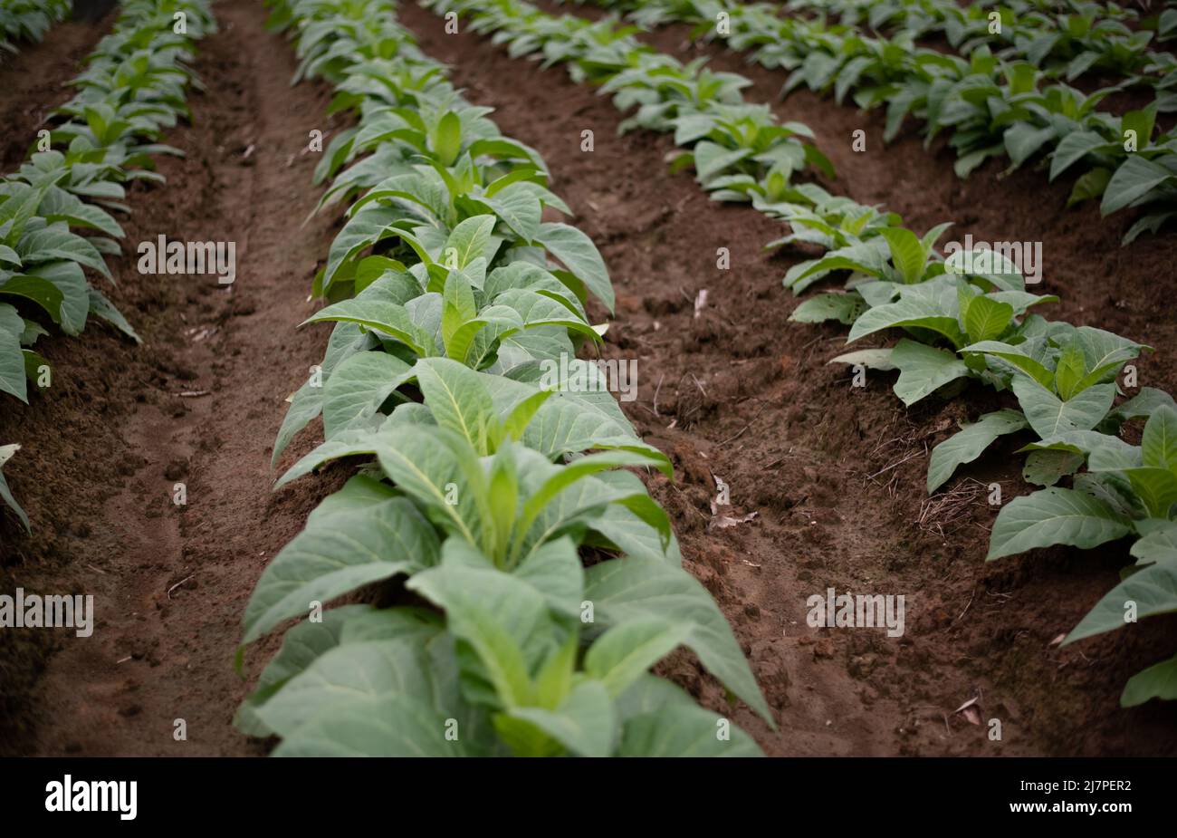 farm fresh tobacco row Farm fresh tobacco hi-res stock photography and images