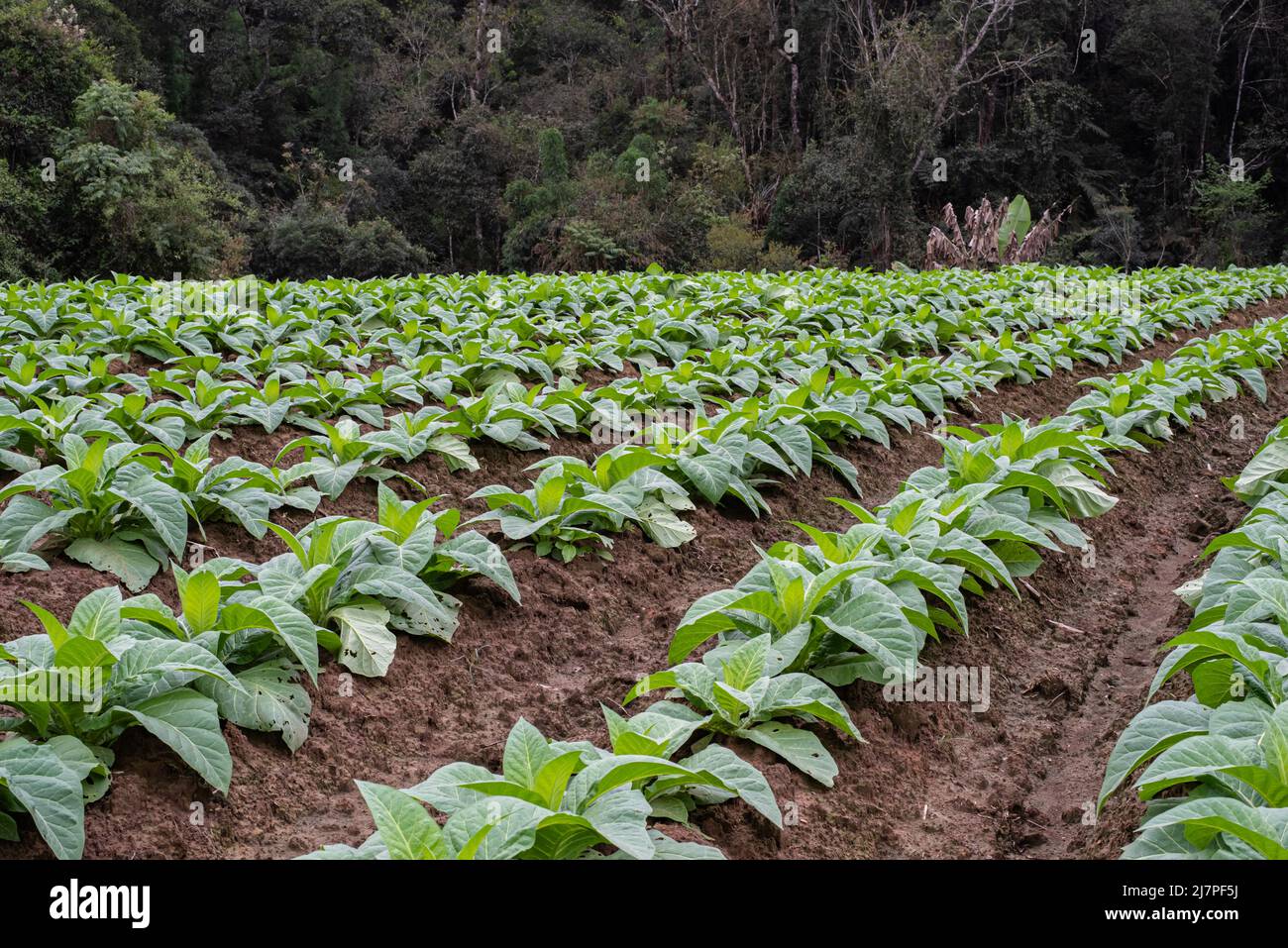 farm fresh tobacco row Farm fresh tobacco hi-res stock photography and images