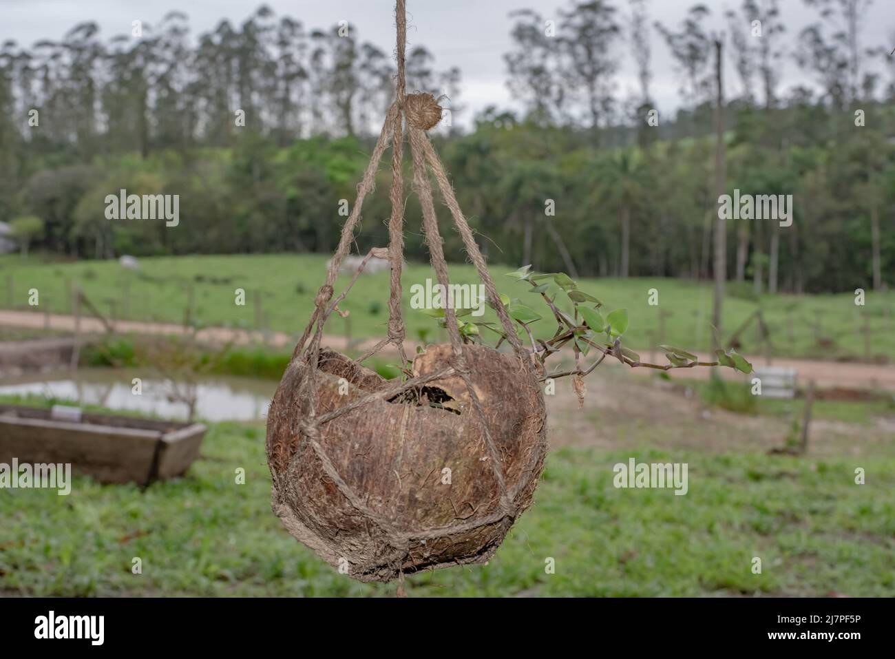 plant cultivated on coconut husk Stock Photo Alamy