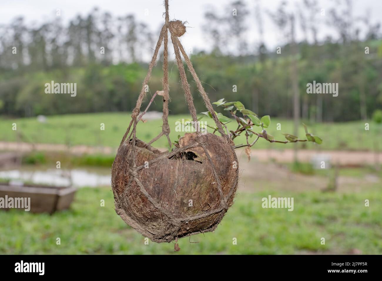 plant cultivated on coconut husk Stock Photo Alamy
