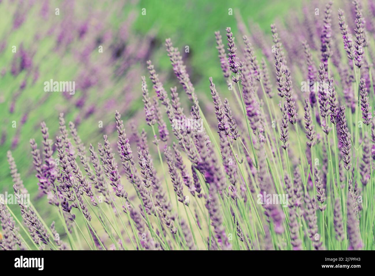 Close-up of Purple Lavendar Flowers in Field in Sequim, WA Stock Photo