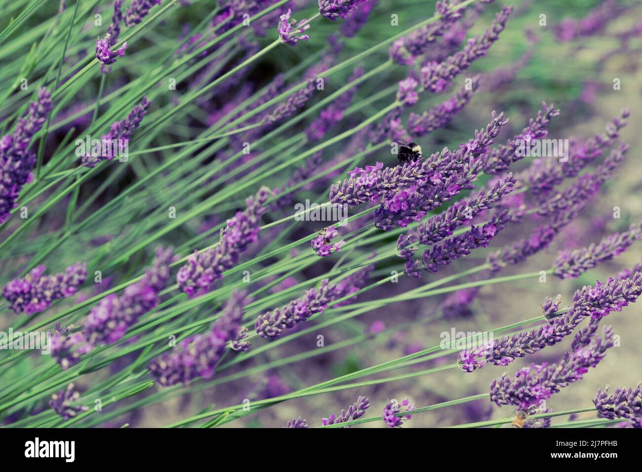Bee on Dark Purple Lavender Flowers in Field in Sequim, WA Stock Photo