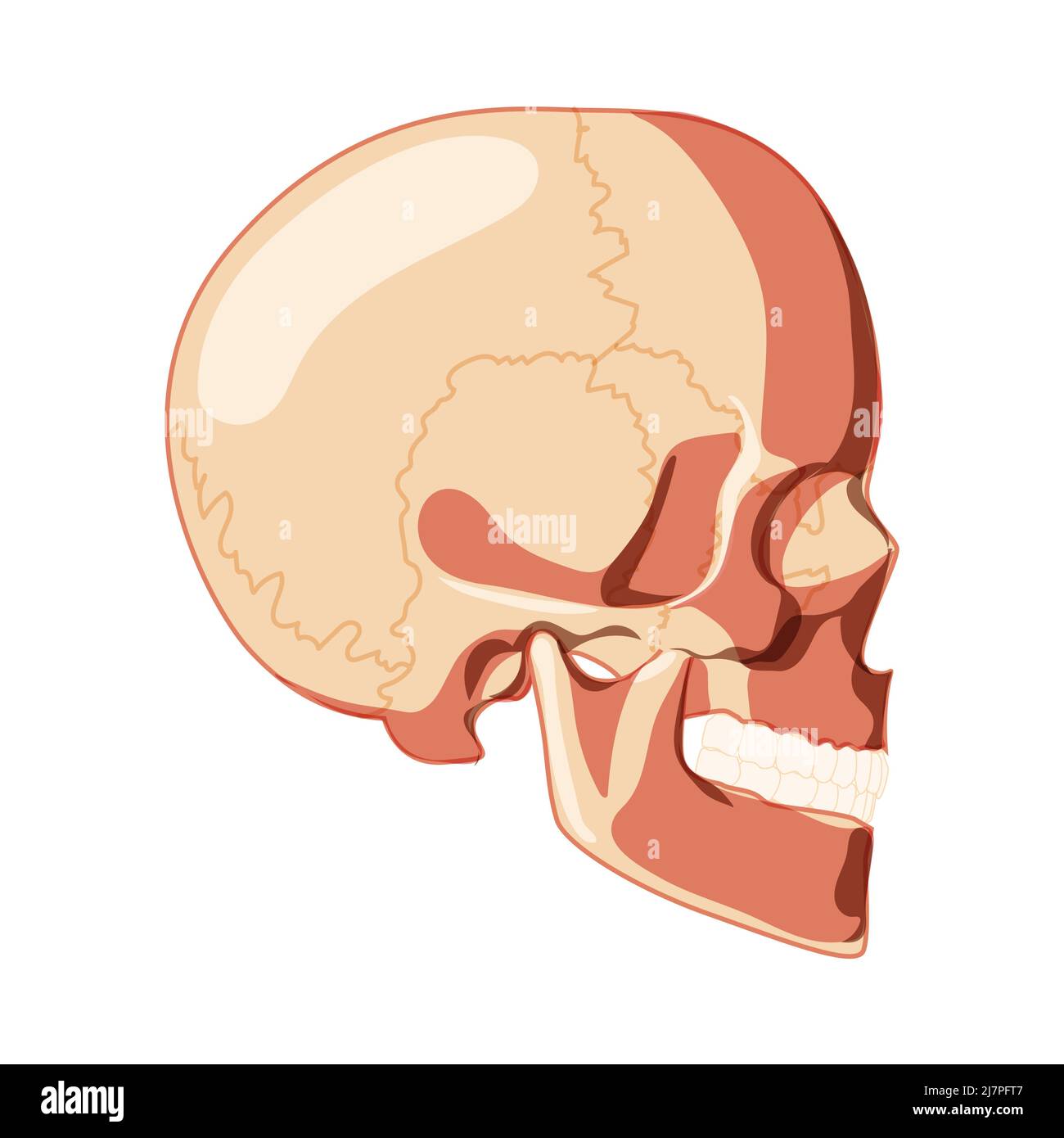 Skull Skeleton Human head side lateral view with teeth row. Human head model. Set of chump realistic 3D flat natural color concept. Vector illustration of anatomy isolated on white background Stock Vector