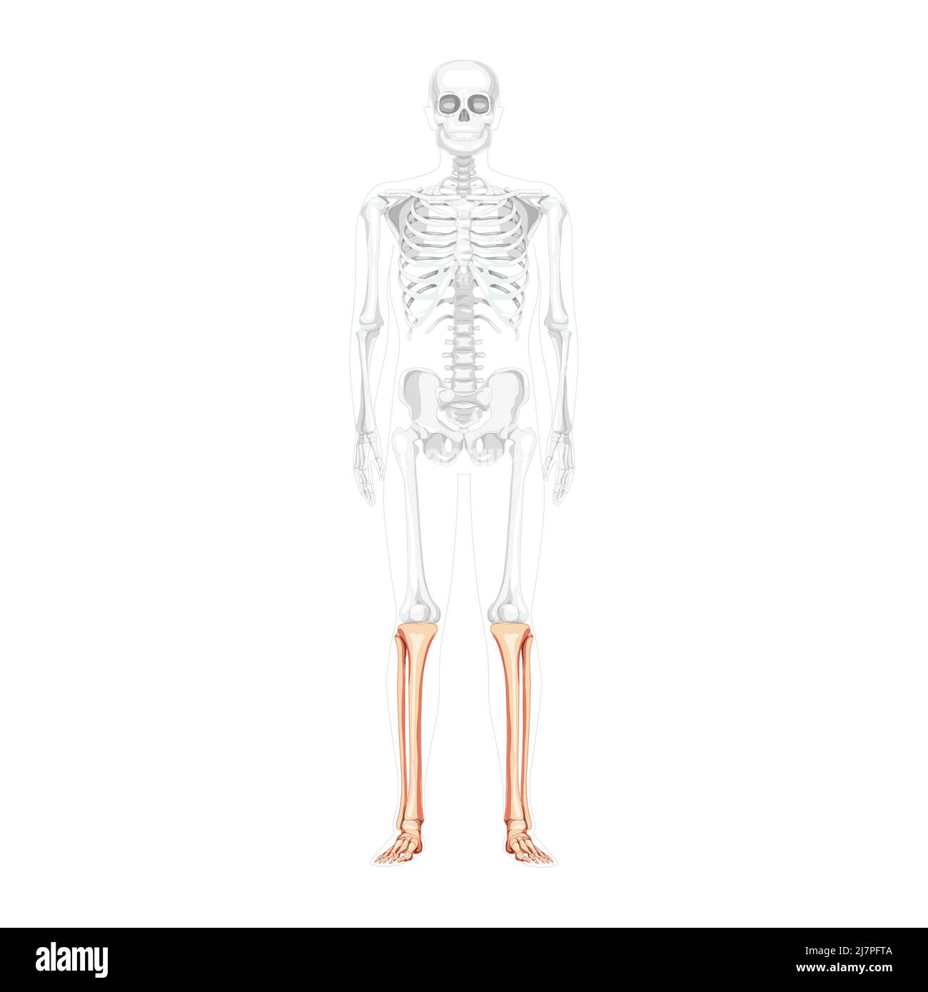Skeleton leg tibia, fibula, Foot, ankle Human front Anterior view with partly transparent bones position. Anatomically correct realistic flat concept Vector illustration isolated on white background Stock Vector
