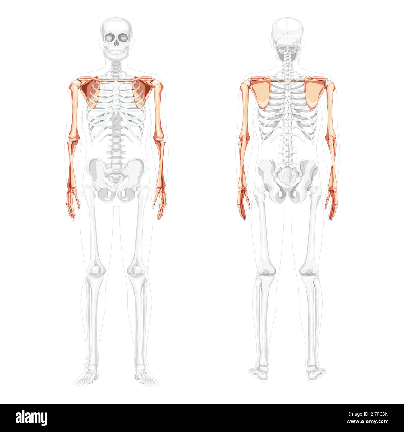 Pectoral girdle anatomy diagram  Canvas Print for Sale by