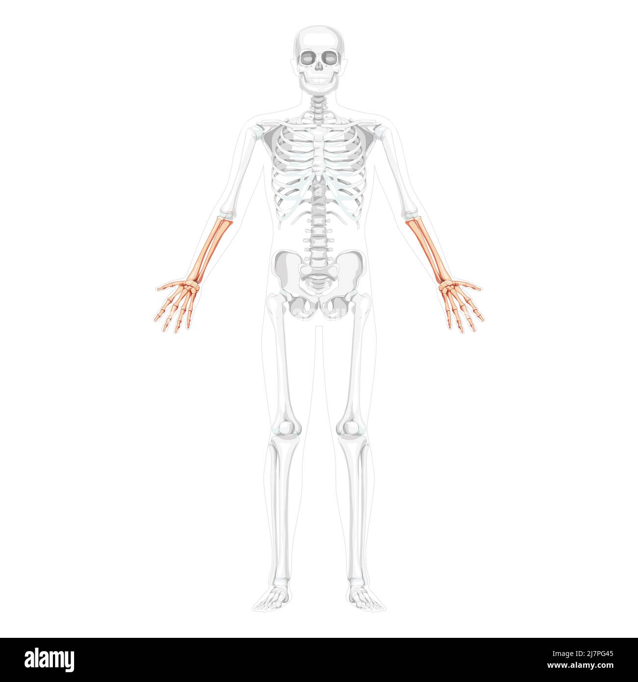Skeleton Forearms Human hand front Anterior ventral view with two arm poses with partly transparent bones position. Anatomically correct realistic flat Vector illustration isolated on white background Stock Vector