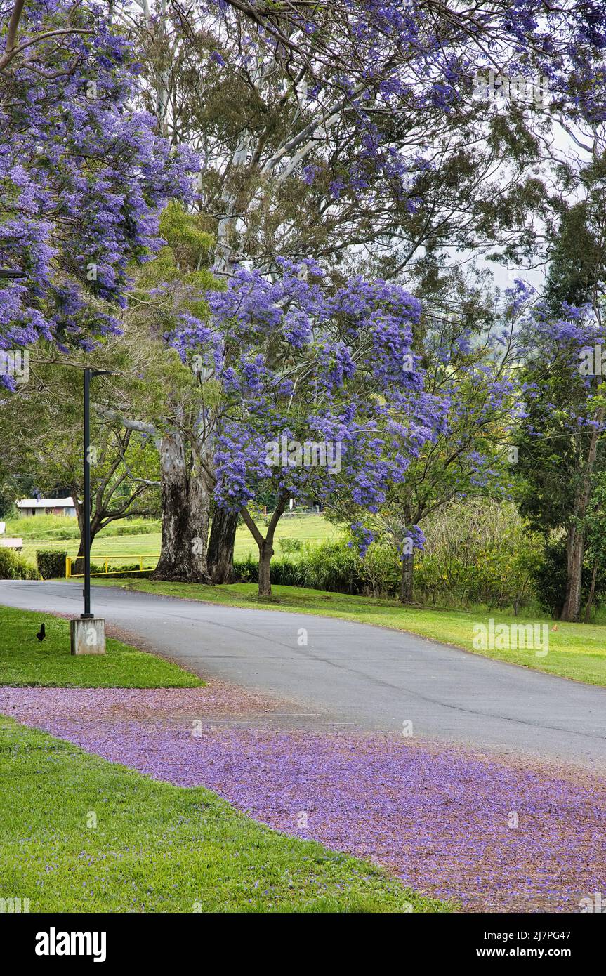 Beautiful flowering jacaranda trees in upcountry maui Stock Photo - Alamy