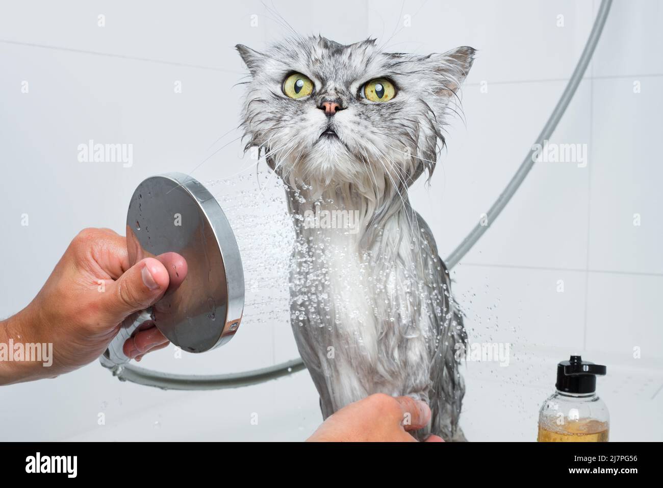 Funny cat taking shower or bath. Man washing cat. Pet hygiene concept