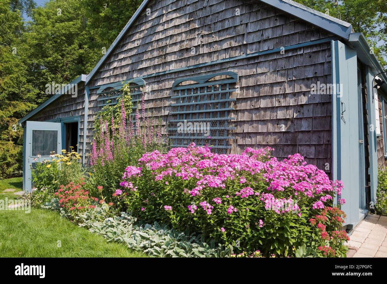 Old circa 1830 cedar wood shingles cladded storage shed bordered with purple phlox flowers in landscaped backyard. Stock Photo