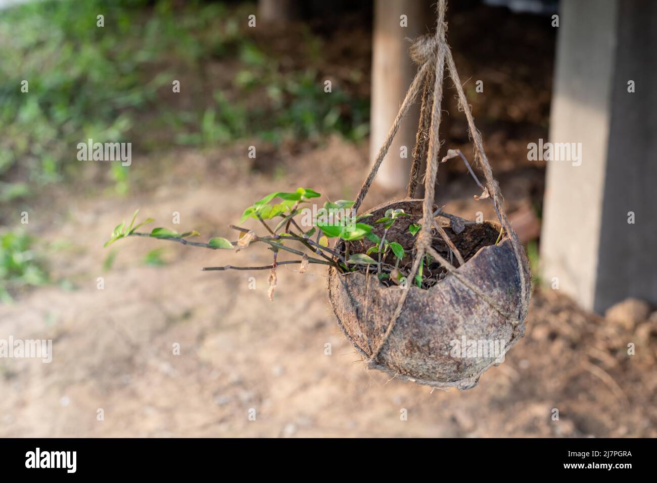 plant cultivated on coconut husk Stock Photo Alamy