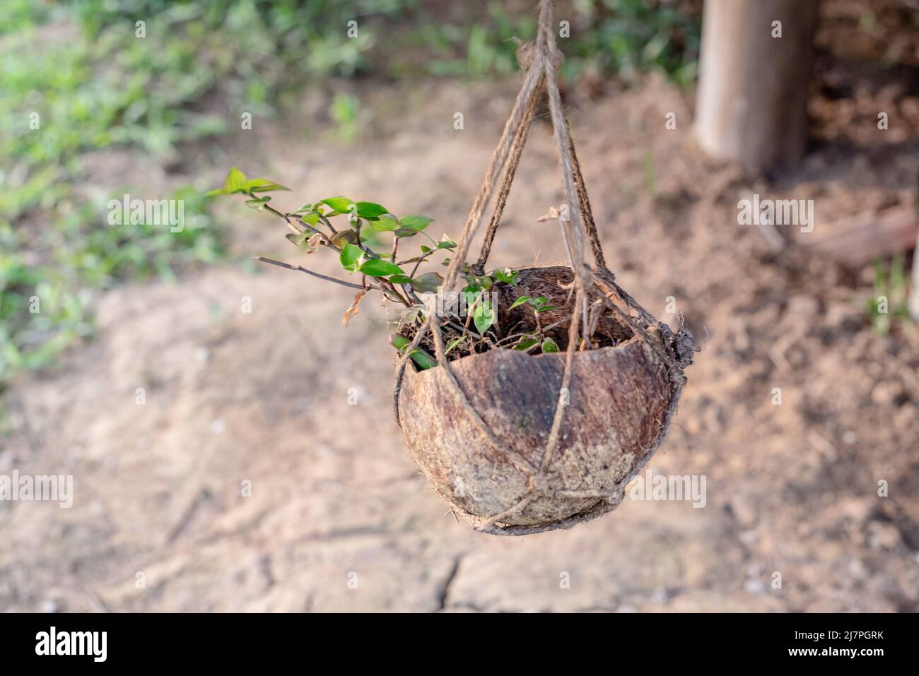 plant cultivated on coconut husk Stock Photo