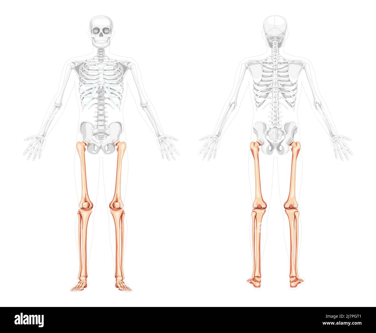 Skeleton Thighs and legs lower limb Human front back view with two arm poses with partly transparent bones. Fibula, tibia, foot realistic flat Vector illustration anatomy isolated on white background Stock Vector