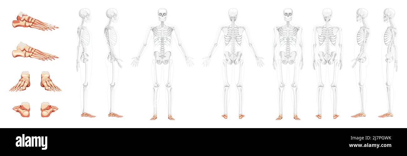 Set of Foot ankle Bones Skeleton Human front back side view with partly transparent bones position. Realistic flat natural color concept Vector illustration of anatomy isolated on white background Stock Vector