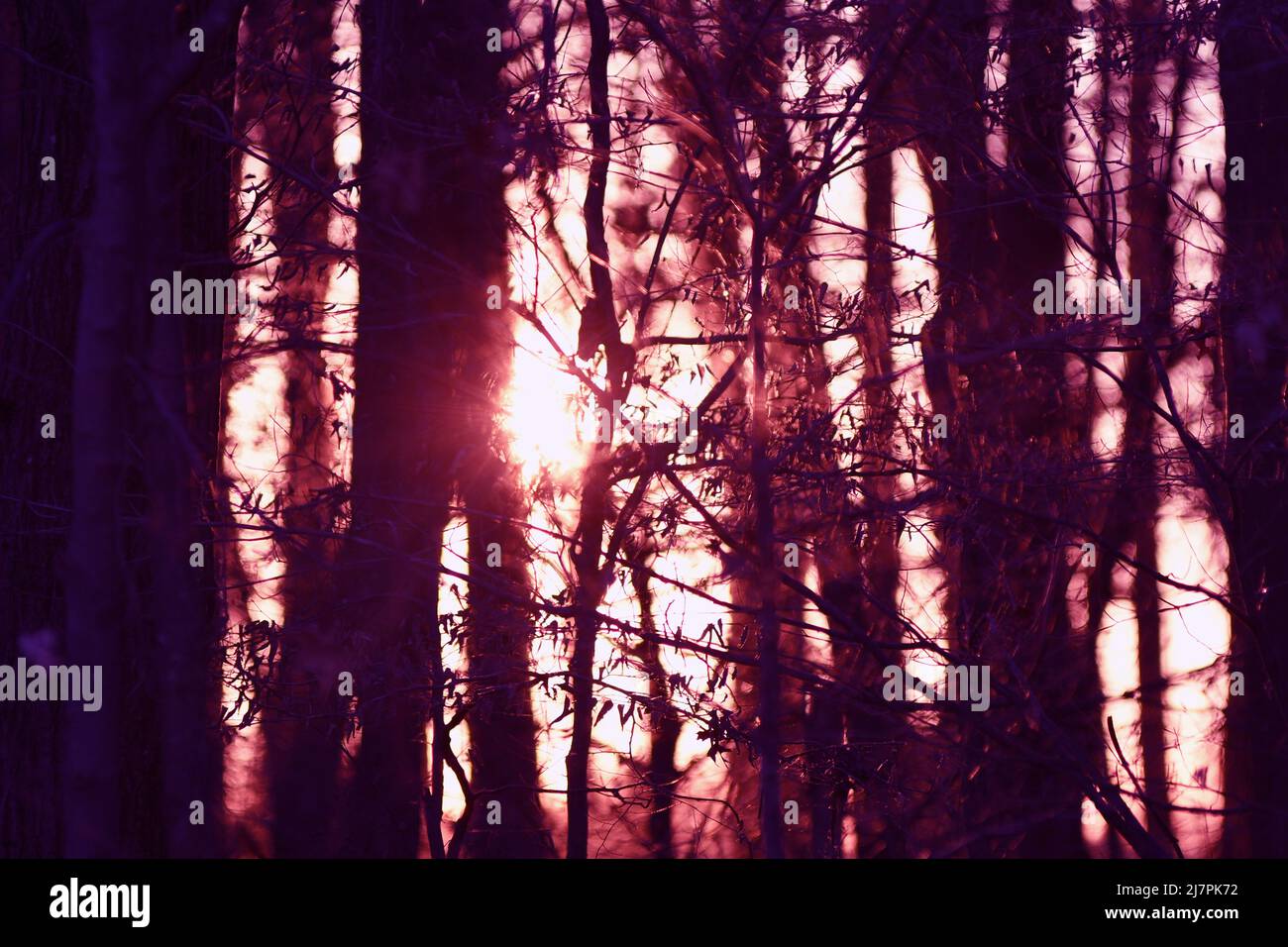 SUNSCREEN: The sun sets through the obscurity of a bare naked forest. Stock Photo