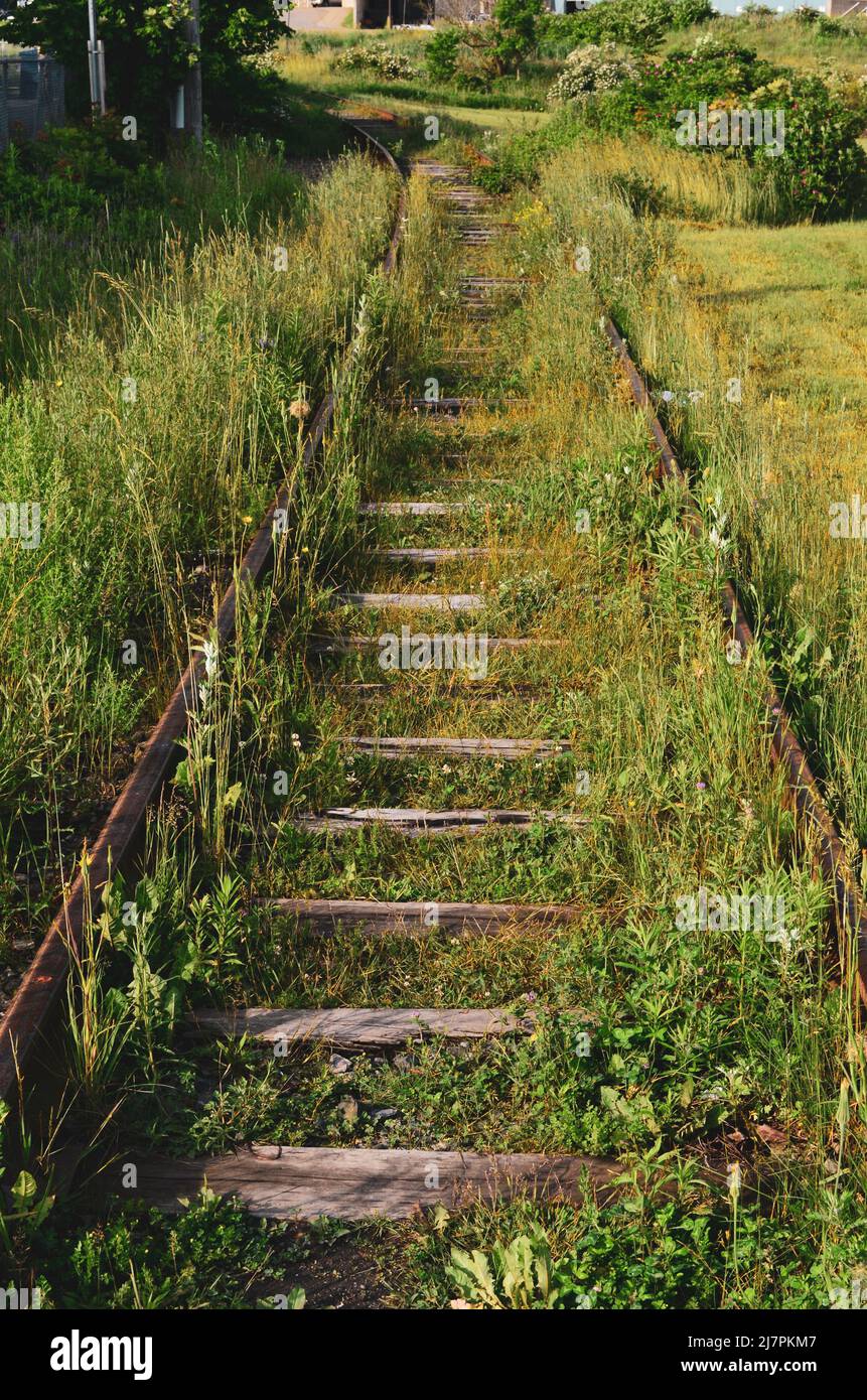 Overgrown grass covering railroad tracks Stock Photo
