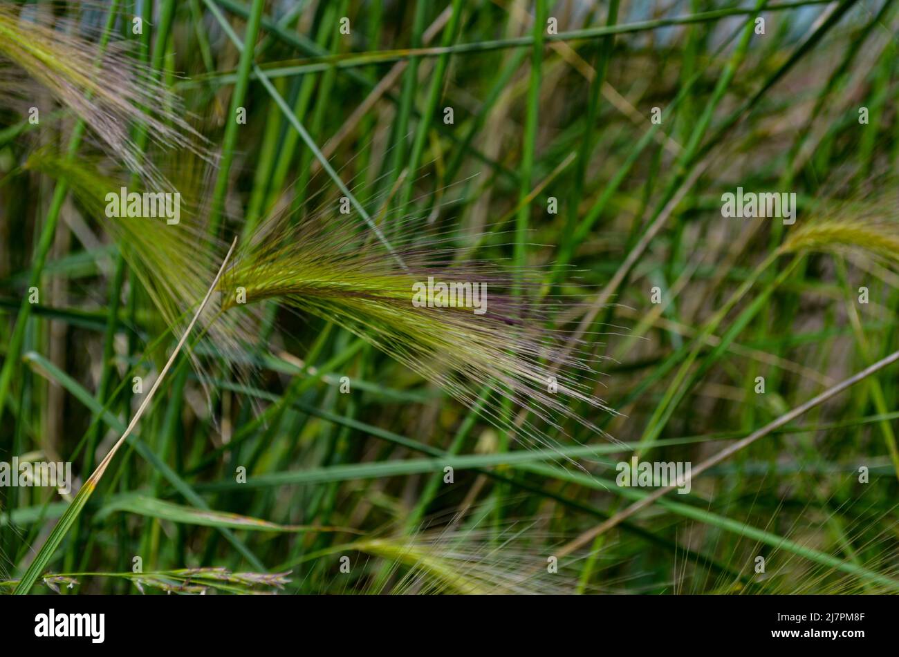 Canada grass seed hires stock photography and images Alamy