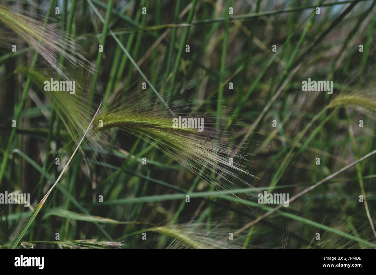 Canada grass seed hires stock photography and images Alamy